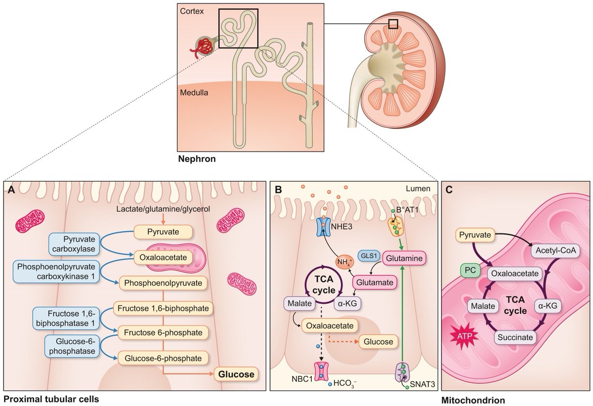 NDTsocial's tweet photo. Renal gluconeogenesis: a key metabolic hub in health and kidney disease

🆓https://t.co/f0dqHwvBil https://t.co/ArfQ4cZ86X