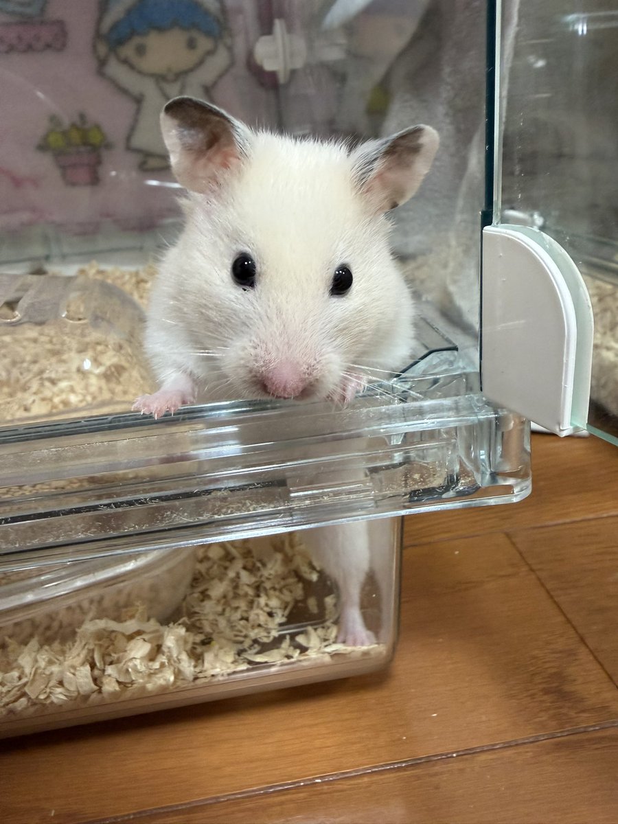 hamu_uhm's tweet photo. 珍しくはやい起床🐹 https://t.co/pe1wQg8YYB