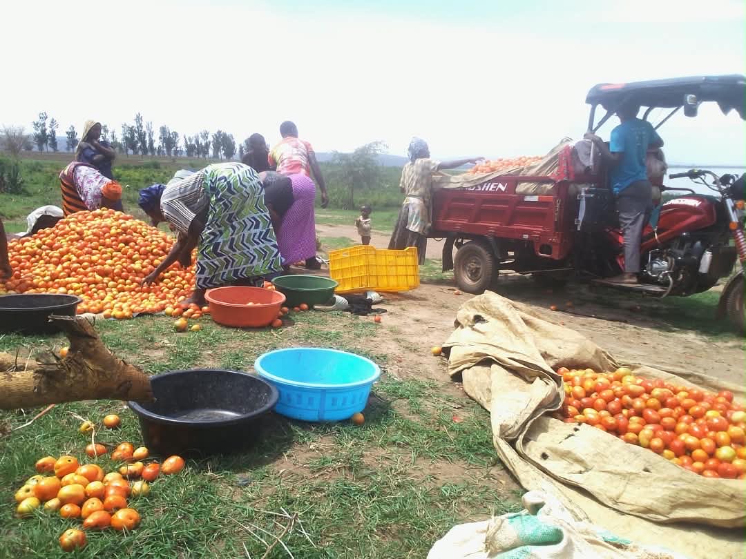 AlightRwanda's tweet photo. 𝗙𝗿𝗼𝗺 𝗟𝗮𝗸𝗲𝘀𝗶𝗱𝗲 𝗦𝘁𝗿𝘂𝗴𝗴𝗹𝗲𝘀 𝘁𝗼 𝗧𝗵𝗿𝗶𝘃𝗶𝗻𝗴 𝗛𝗮𝗿𝘃𝗲𝘀𝘁𝘀. 30 farmers in Nakivale - Isanja D are turning resilience into results. @AlightRwanda-Uganda supported them with irrigation, inputs, and training through ABI Development Ltd.
#Alight #Uganda https://t.co/NjuTOszRUM