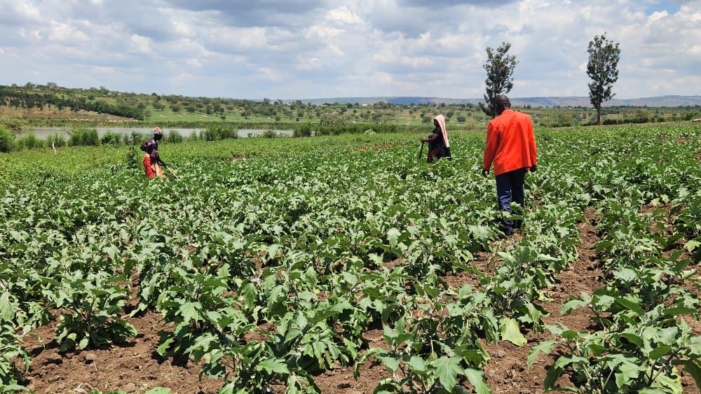 AlightRwanda's tweet photo. 𝗙𝗿𝗼𝗺 𝗟𝗮𝗸𝗲𝘀𝗶𝗱𝗲 𝗦𝘁𝗿𝘂𝗴𝗴𝗹𝗲𝘀 𝘁𝗼 𝗧𝗵𝗿𝗶𝘃𝗶𝗻𝗴 𝗛𝗮𝗿𝘃𝗲𝘀𝘁𝘀. 30 farmers in Nakivale - Isanja D are turning resilience into results. @AlightRwanda-Uganda supported them with irrigation, inputs, and training through ABI Development Ltd.
#Alight #Uganda https://t.co/NjuTOszRUM