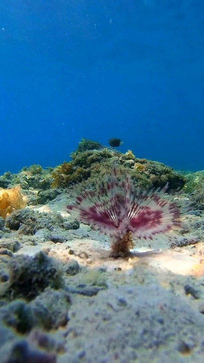 didemsefa's tweet photo. Watch a sea worm gracefully play hide-and-seek with gentle touches, revealing the magic of the underwater world. https://t.co/0K8owj3XWa