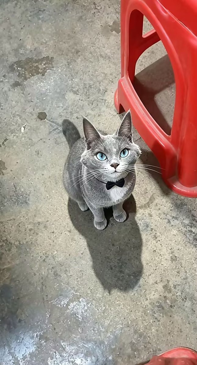 fyuan5m's tweet photo. 刚捡到了一只小猫，好可爱呀 https://t.co/uRUOS9qS9H