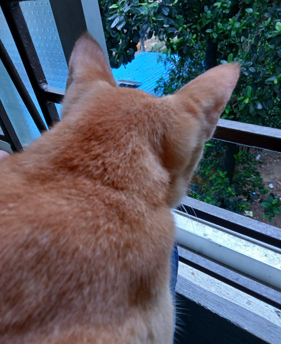 4everjk97's tweet photo. This is Cookie, our little ginger cat. My brother brought him home when he was just a month old.

I was terrified of cats, and Cookie knew it. He’d jump on me from the fridge or table and hang onto my hair while I screamed. 😂

The funny thing is, I was scared of him, but I loved him so much.

One night, he got very sick and kept vomiting. I left him in the garage, thinking my brother would bring him back when he returned from football.

We never found Cookie again.

Sometimes I wonder if he thought I left him because I didn’t love him.

But Cookie, I did. I was just scared.

I’m sorry you never got to know that. 💔