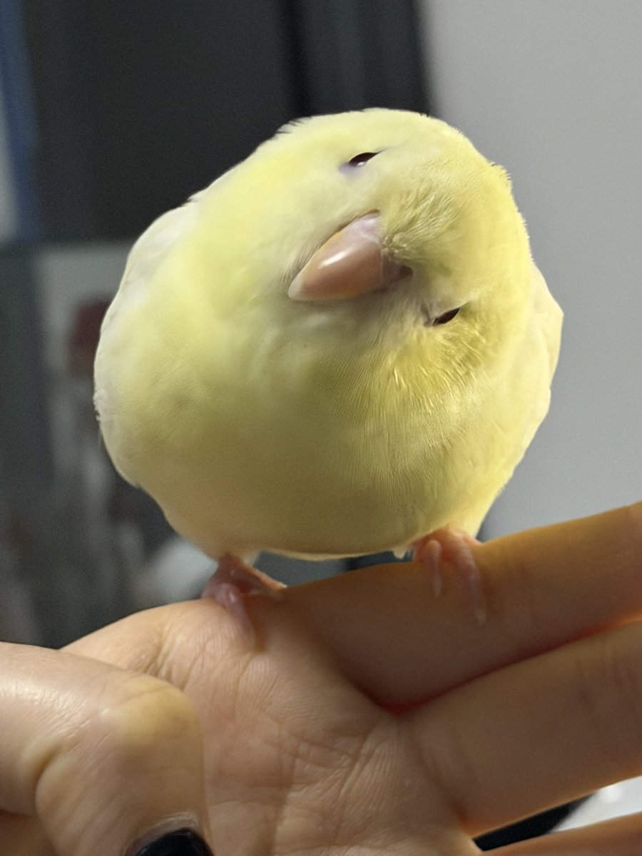 hato_no_sashimi's tweet photo. この世のことを何も知らなさそう https://t.co/2pbM2N7mSH