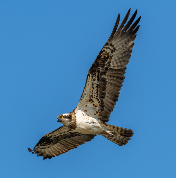 daera_ni's tweet photo. Happy #worldhabitatday! 
👉Did you know in 2023, Ospreys bred successfully in NI for the first time in 200+ years, a significant milestone for nature recovery. Their return highlights the importance of protecting healthy wetlands &amp; freshwater habitats, a key priority for DAERA. https://t.co/mu7MjDcmDX