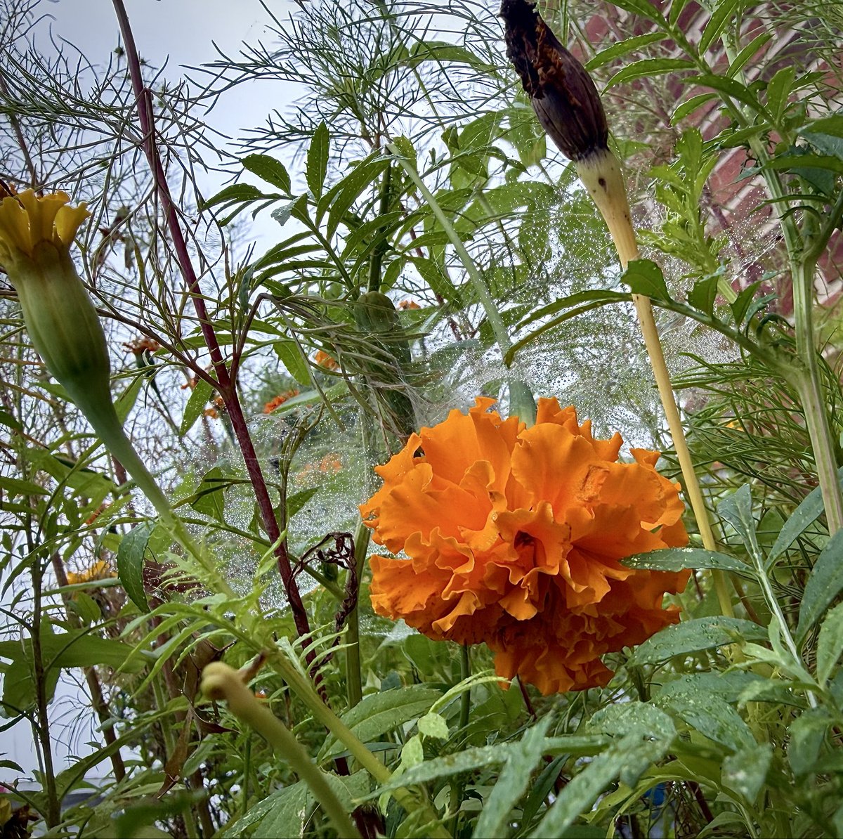 HazelMaeBennett's tweet photo. Last flowers of the season from my garden! All the things that caught me eye, and made me appreciate what summer gave me, and what fall is bringing me 🫶🏻 https://t.co/7N3M65mqx7