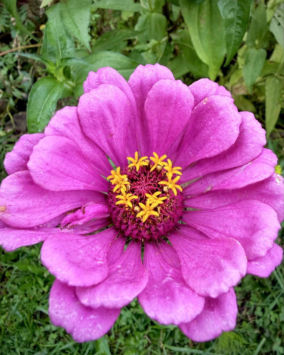HazelMaeBennett's tweet photo. Last flowers of the season from my garden! All the things that caught me eye, and made me appreciate what summer gave me, and what fall is bringing me 🫶🏻 https://t.co/7N3M65mqx7