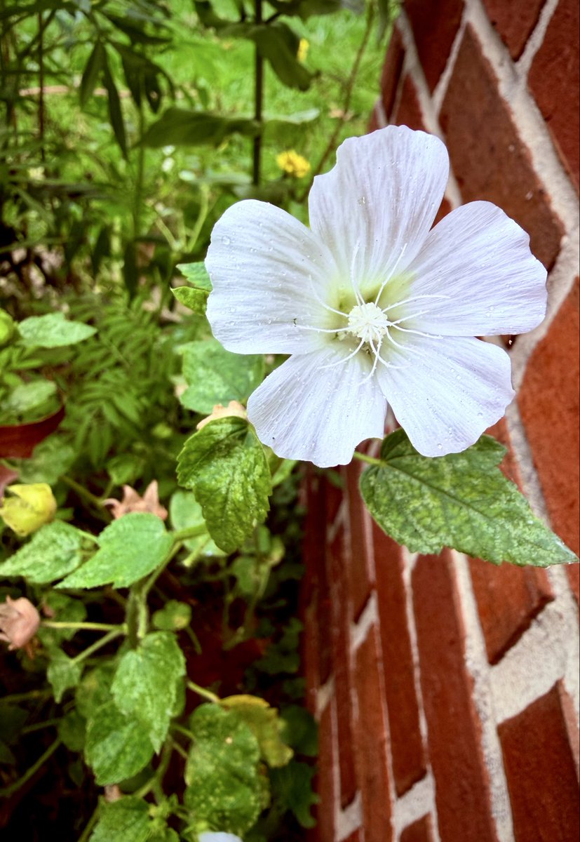 HazelMaeBennett's tweet photo. Last flowers of the season from my garden! All the things that caught me eye, and made me appreciate what summer gave me, and what fall is bringing me 🫶🏻 https://t.co/7N3M65mqx7