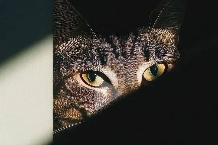 Alhamdolil's tweet photo. امید ایک ایسا خوبصورت دھوکہ ہے  
​جو ہم خود کو دیتے ہیں_🖤 https://t.co/vReqe6ziMx