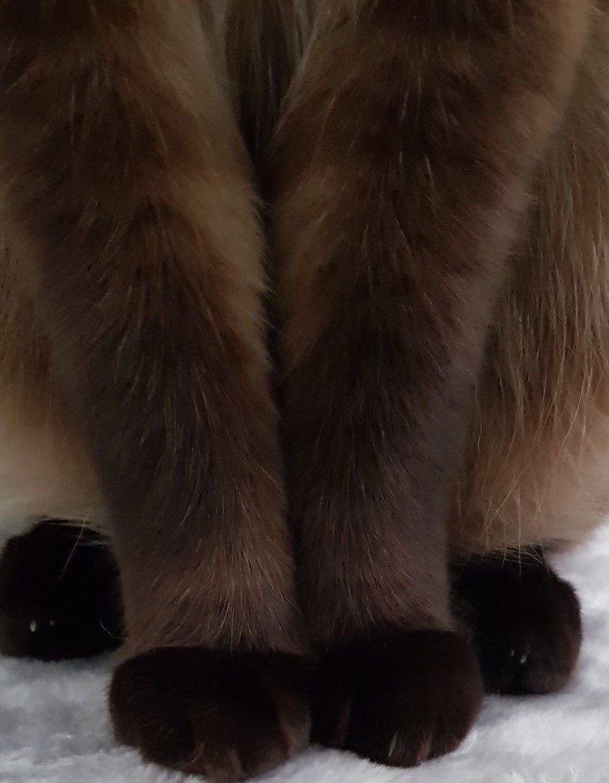 kittygetsit's tweet photo. need a doggy to put my paws on #sfwtwt #twt #egirltwt #discord https://t.co/4cts06NXyv