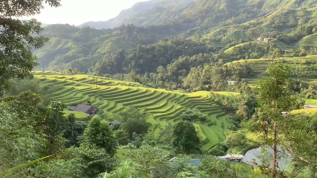 EibieSolares's tweet photo. Golden season arrives on the mountain roads of Hoang Su Phi. Terraced rice fields glow across the landscape—slow down, take in the endless views, and listen to nature. https://t.co/n8439ERtfe