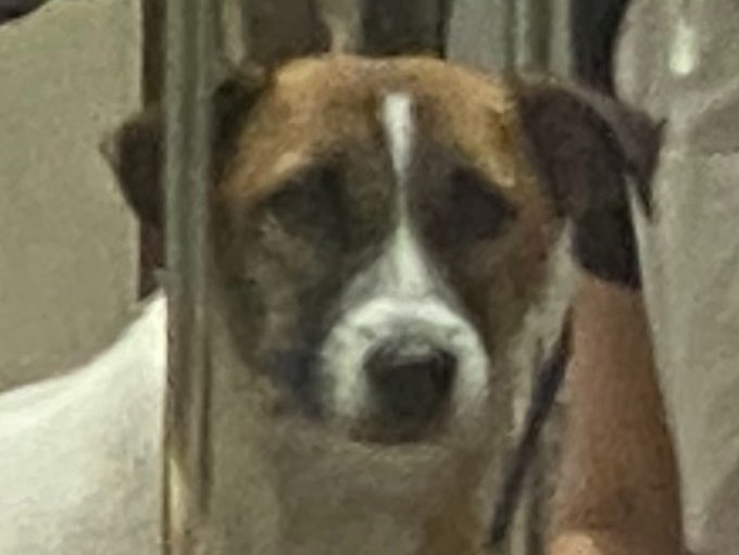 u9jef's tweet photo. 飼い主…何処に行ったですか………😞 https://t.co/KUs2AKlDNZ