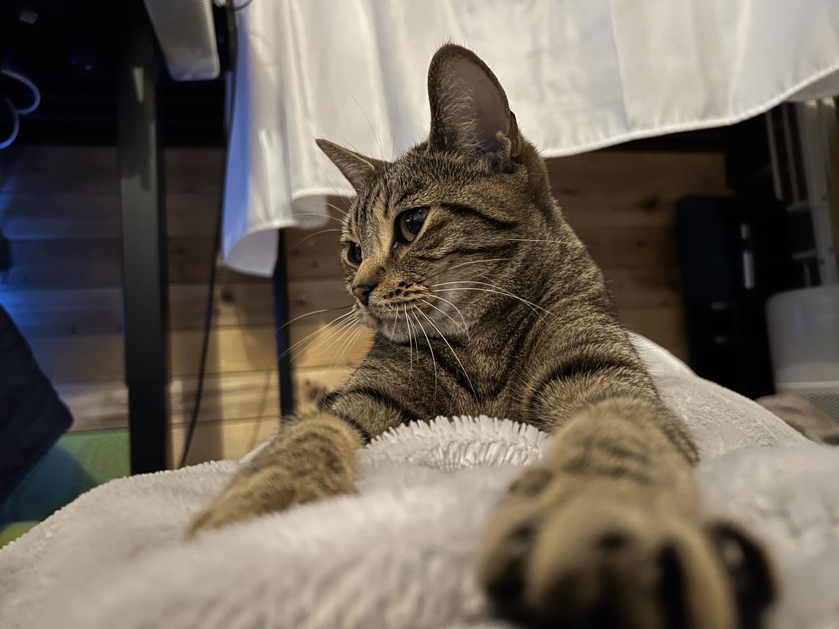 Yuitoss's tweet photo. 一旦休憩😮‍💨今日は珍しくおねしょ猫🐈 https://t.co/5CIuTLdYGa