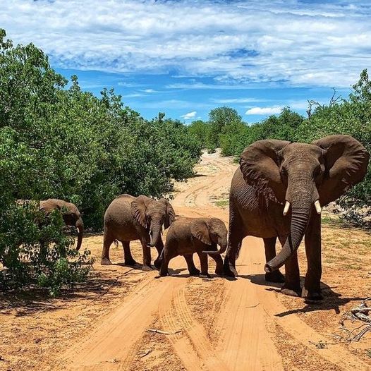 victorpajaro2's tweet photo. Experience Kenya’s wild beauty, from the Masai Mara to views of Mount Kilimanjaro. Get close to nature’s most magnificent creatures and make your next adventure unforgettable. https://t.co/TWgQwGGEks