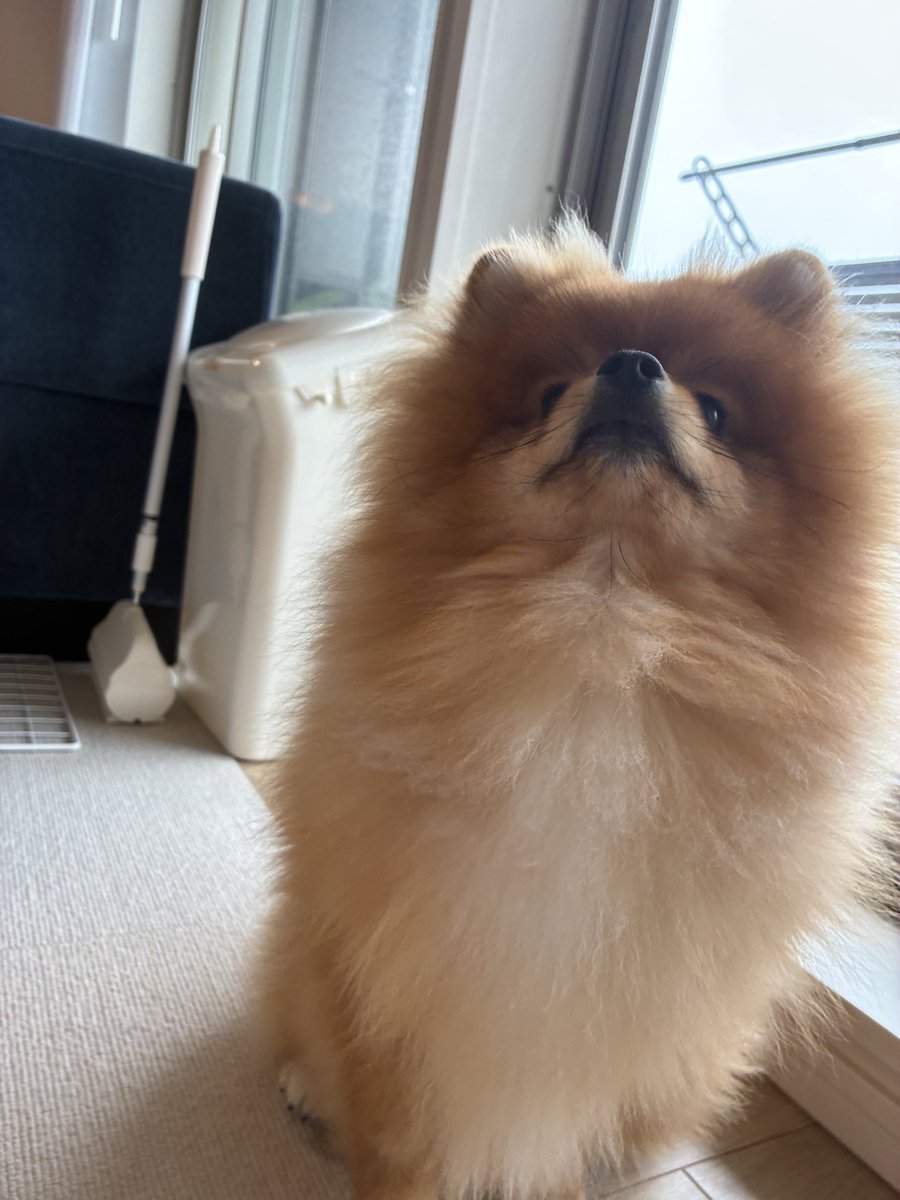 dosukoimarupome's tweet photo. この角度もかわいいね🐶

#ポメラニアン https://t.co/wKPlHXbK4u