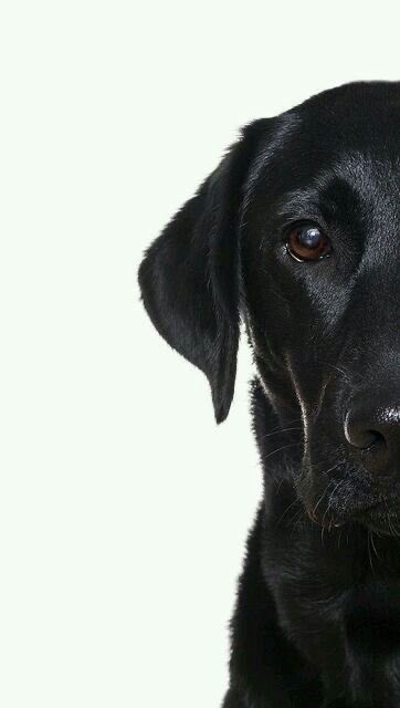 Bladogg's tweet photo. @JamesWynnReal https://t.co/pCmLnAOkJx