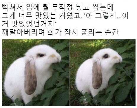 westsea105's tweet photo. 아기토끼💜#아이네 https://t.co/2RWHTIq8wT