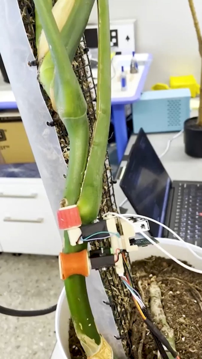 A close-up of a plant science experiment in a laboratory, showing a thick green plant stem equipped with electronic sensors, a small circuit board, and a white cable attached to it.