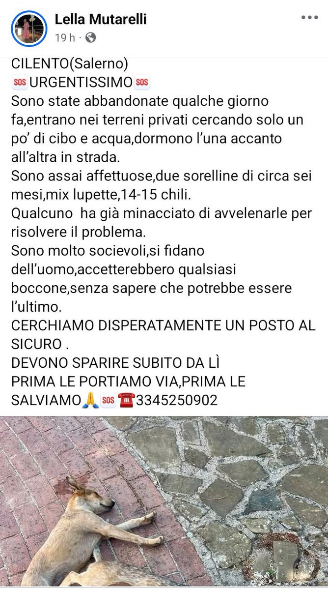 zampa_qua's tweet photo. URGENTISSIMO 🆘🆘🆘🆘☎️3345250902🐕
SE NE DISFANO COME FOSSERO NIENTE🥺 ANCHE LORO HANNO UN CUORE.FACCIAMO UN MIRACOLO .Queste creature hanno 6 mesi sono sorelline,sono meravigliose , minacciano di avvelenarle ADOTTATELE VI PREGO  SALVIAMOLE #4voiceless 😔🙏 https://t.co/w9tKE72nQK