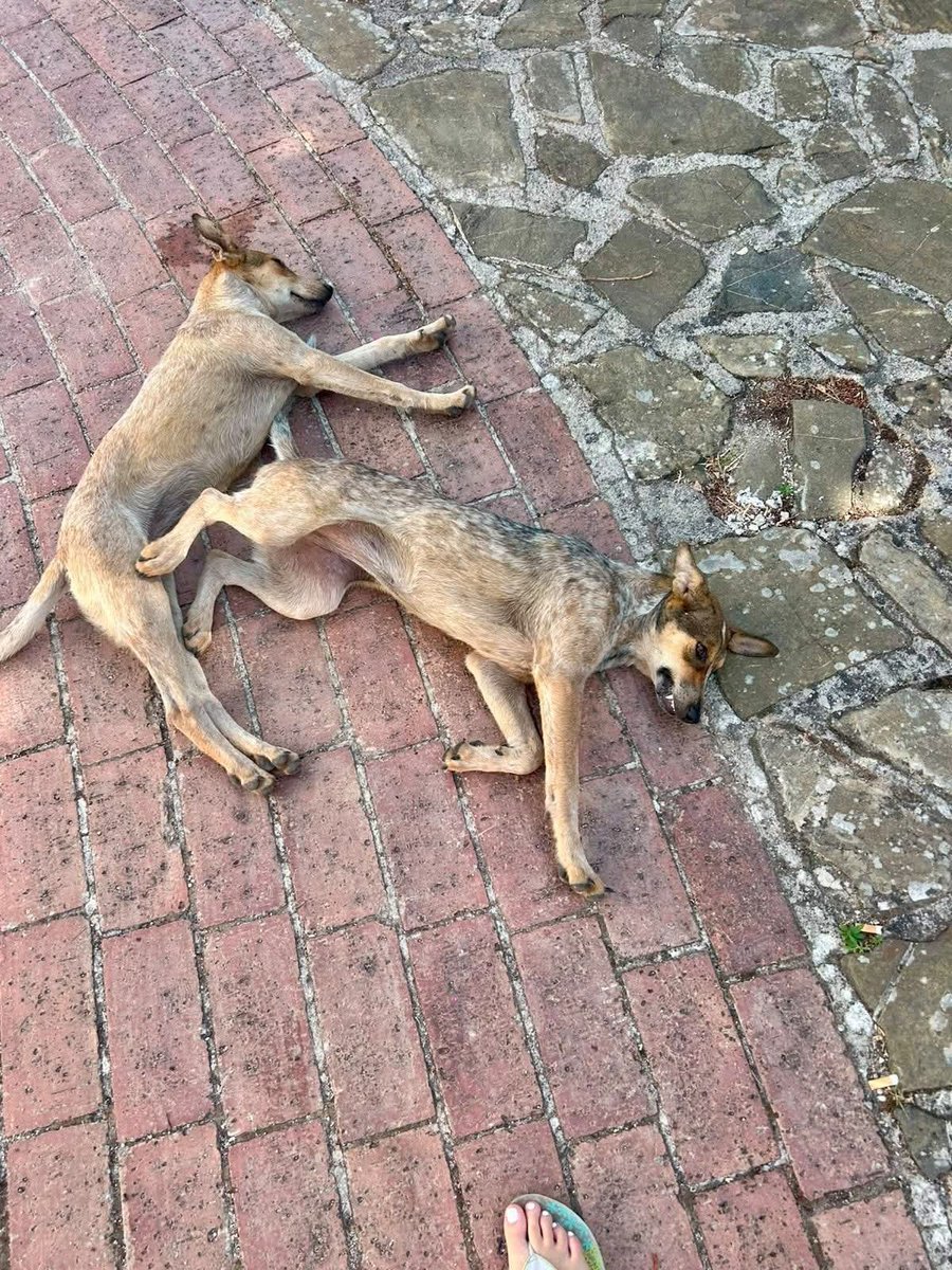 zampa_qua's tweet photo. URGENTISSIMO 🆘🆘🆘🆘☎️3345250902🐕
SE NE DISFANO COME FOSSERO NIENTE🥺 ANCHE LORO HANNO UN CUORE.FACCIAMO UN MIRACOLO .Queste creature hanno 6 mesi sono sorelline,sono meravigliose , minacciano di avvelenarle ADOTTATELE VI PREGO  SALVIAMOLE #4voiceless 😔🙏 https://t.co/w9tKE72nQK