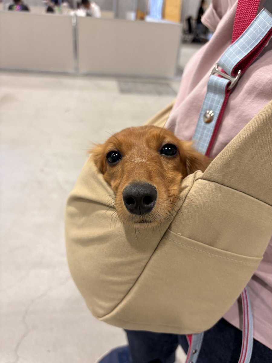 Odango_alien_'s tweet photo. バッグに入ったドッグ🐶 https://t.co/VrtVwmOz16