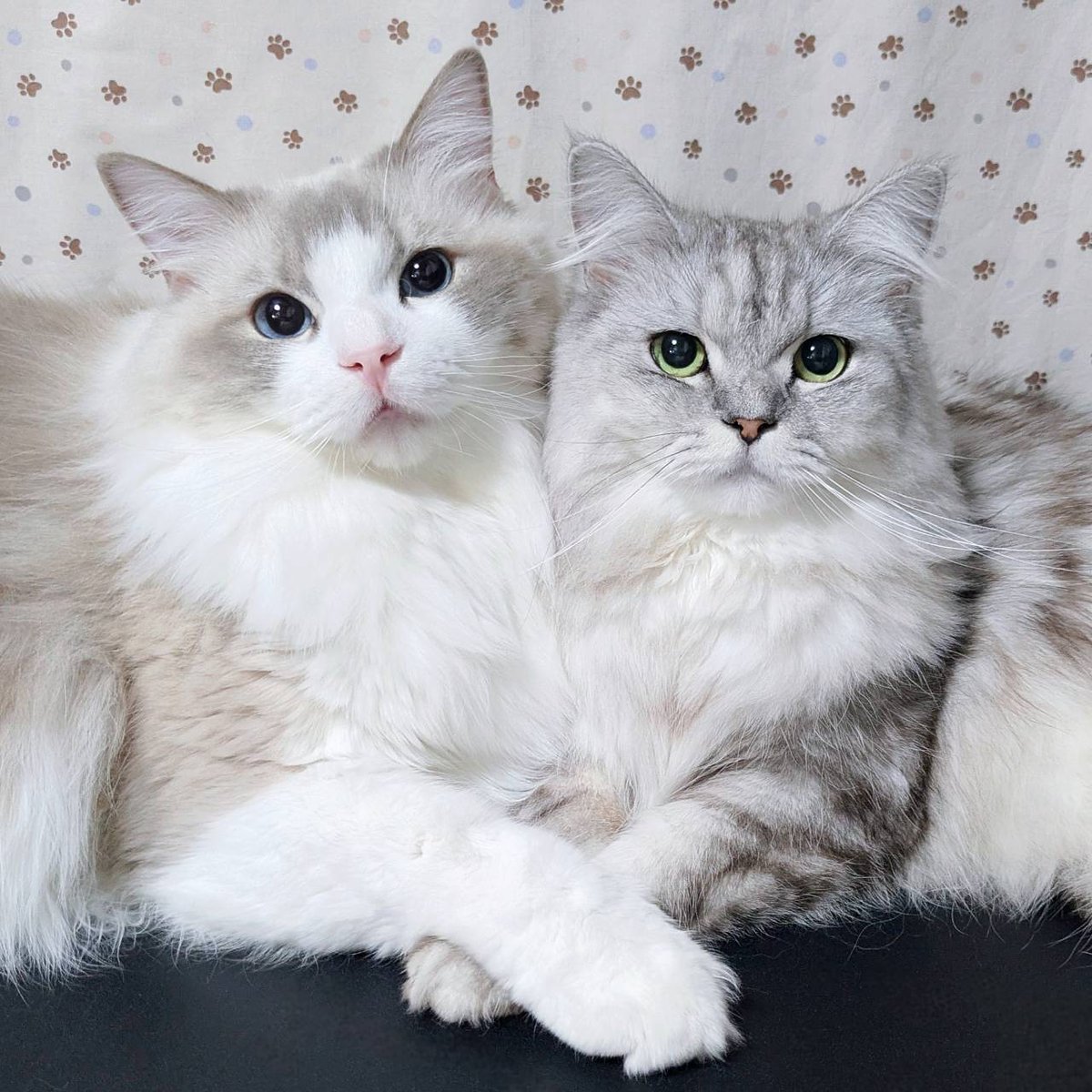 saramishura's tweet photo. 隣にいるのが僕の大好きな子です🐱🐾 https://t.co/KGveZZDXp6
