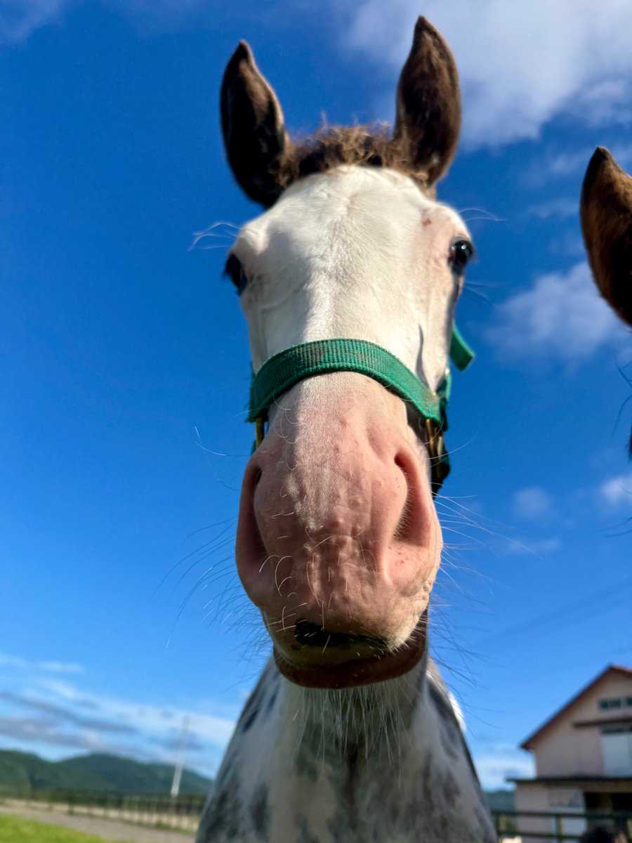aoraki_family's tweet photo. ラテちゃん🐴🍼
青空がよく似合いますね🤭
お天気の日の放牧はみんな楽しそうです🐴✨

#カスタディーヴァ2026 #ブチ柄の女の子 #口元がママにそっくり https://t.co/HboakL4rLl