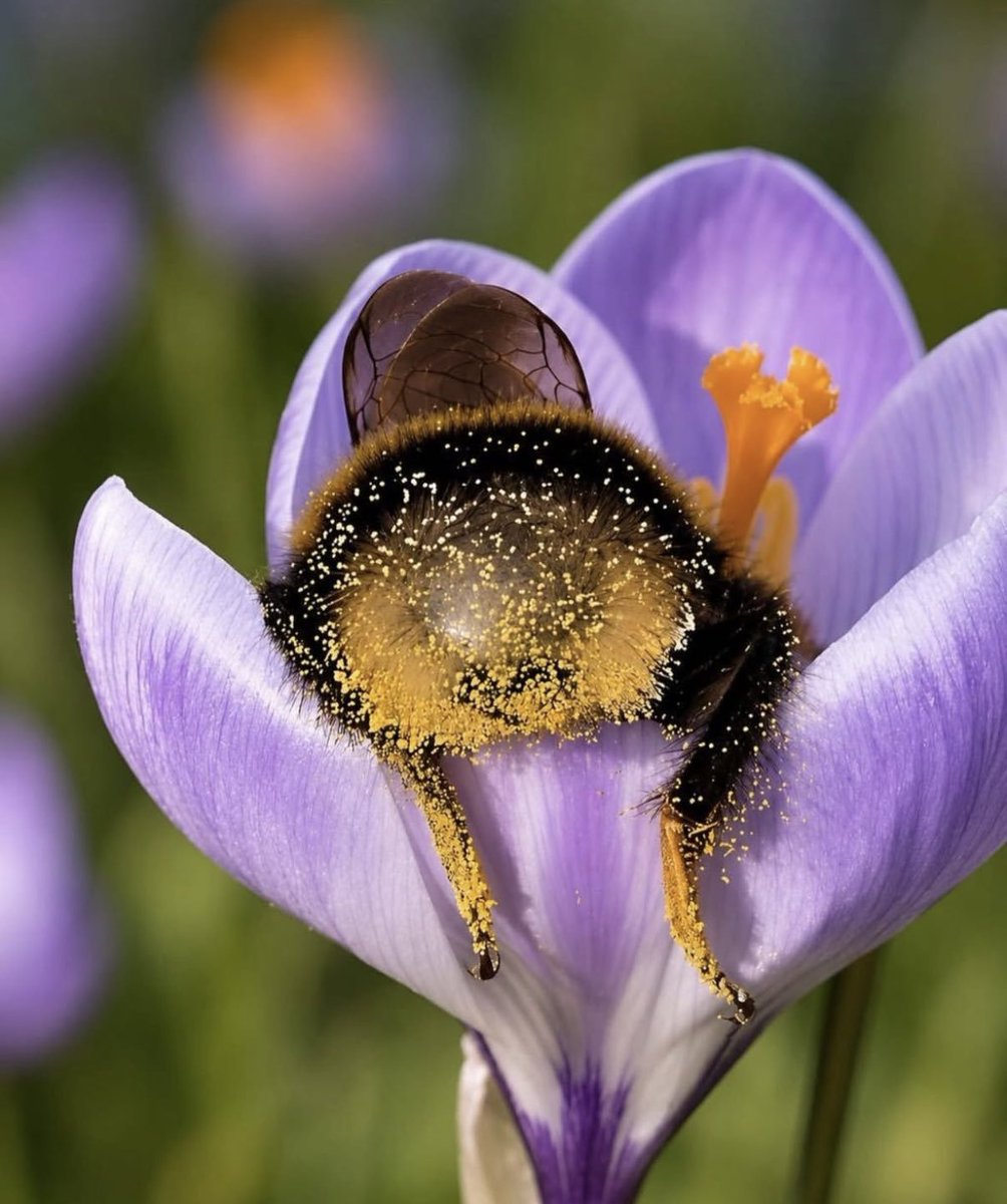 silenttearthh's tweet photo. when bees get tired, they fall asleep in flowers https://t.co/yiUEOq3H6c
