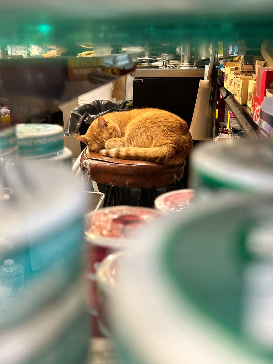 Bodegacats_'s tweet photo. https://t.co/JkoEwg32dr