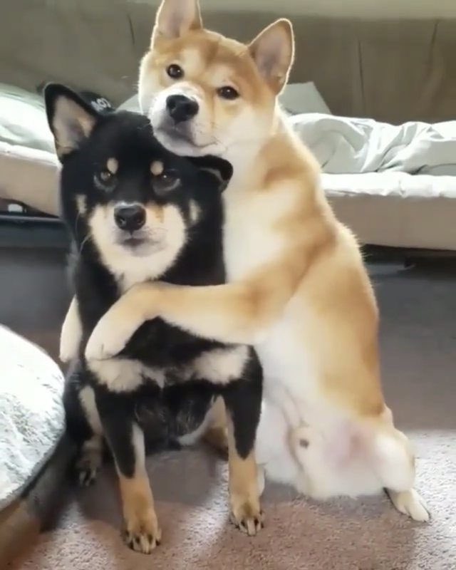 heykhunp's tweet photo. แม่บอกพี่น้องกัน รักกันนะลูก 🐕🐕 https://t.co/owtZOtrX5I