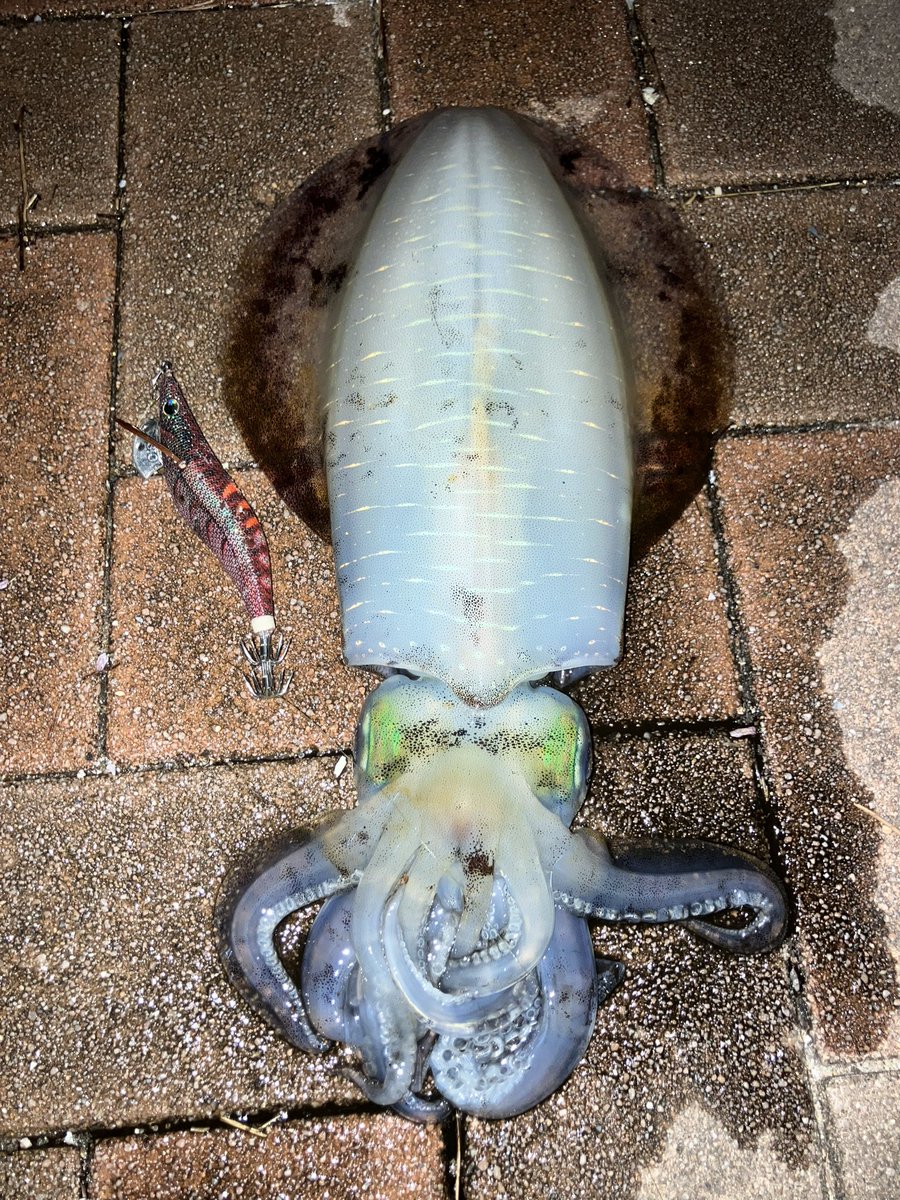 no_skiiiiil's tweet photo. サイズアップめちゃくちゃ嬉しい🦑 https://t.co/GwdWOfKEg8