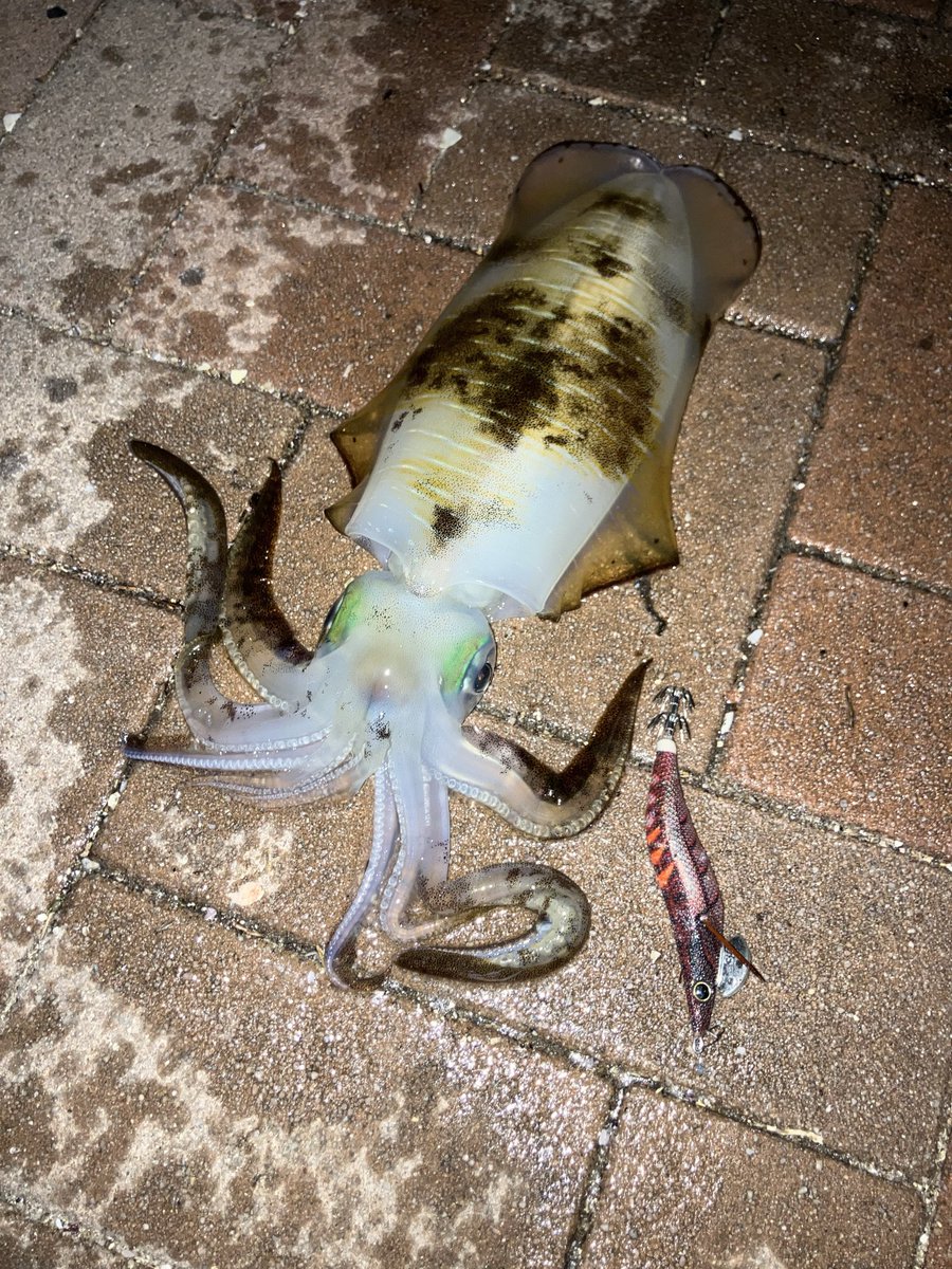 no_skiiiiil's tweet photo. サイズアップめちゃくちゃ嬉しい🦑 https://t.co/GwdWOfKEg8