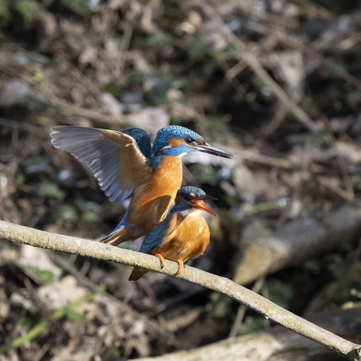 MurhafOkasha's tweet photo. Kingfisher: precision, patience, and a perfect strike. https://t.co/7fL6FMu4tF