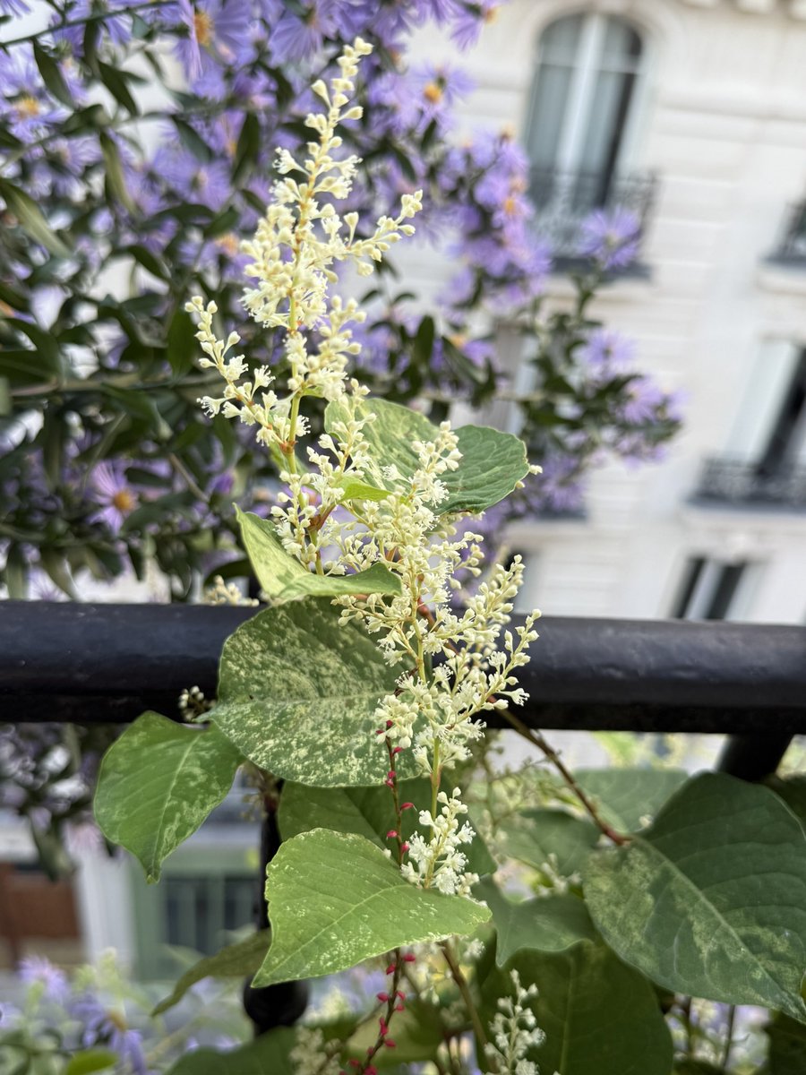 alaindelavie's tweet photo. La floraison très gracieuse et légère de la renouée (Fallopia japonica ‘Milk Boy’) en ce moment sur mon balcon parisien. Cette variété à feuillage panaché a un développement très sage, pas comme la forme type trop envahissante. #balcon #plantevivace #fleurs #automne https://t.co/PbekN4RWYd
