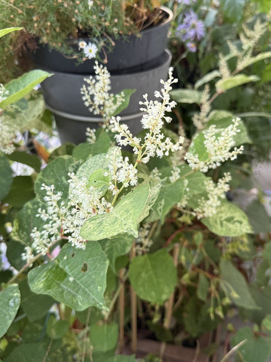 alaindelavie's tweet photo. La floraison très gracieuse et légère de la renouée (Fallopia japonica ‘Milk Boy’) en ce moment sur mon balcon parisien. Cette variété à feuillage panaché a un développement très sage, pas comme la forme type trop envahissante. #balcon #plantevivace #fleurs #automne https://t.co/PbekN4RWYd