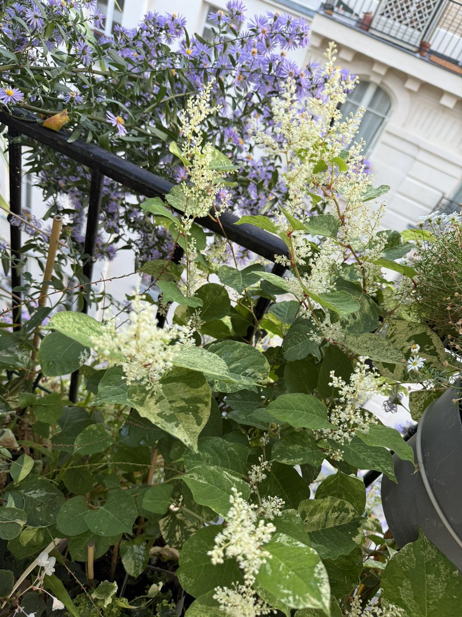 alaindelavie's tweet photo. La floraison très gracieuse et légère de la renouée (Fallopia japonica ‘Milk Boy’) en ce moment sur mon balcon parisien. Cette variété à feuillage panaché a un développement très sage, pas comme la forme type trop envahissante. #balcon #plantevivace #fleurs #automne https://t.co/PbekN4RWYd
