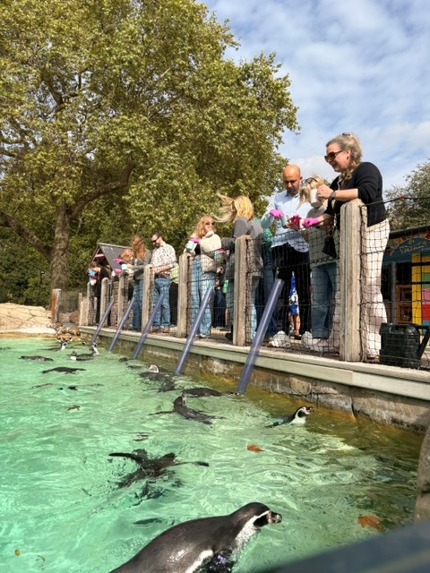 outsourcedchat's tweet photo. Team OE headed to @zsllondonzoo -  Between feeding the giraffes and meeting the penguins, we brainstormed, shared updates and celebrated what's been a strong 25th year. Thank you to @benugo at London Zoo for a great day!
#OutsourcedEvents #CompanyCulture #LondonZoo #Benugo https://t.co/3THhQekBpH