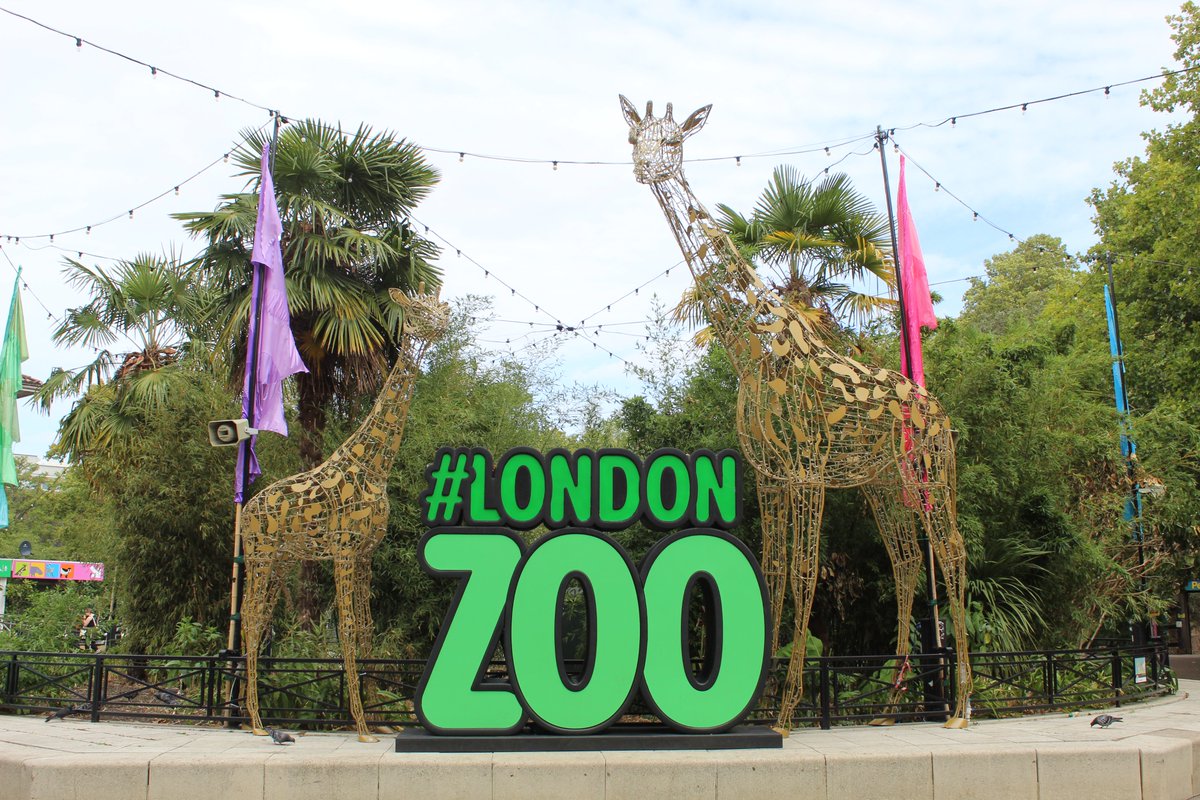outsourcedchat's tweet photo. Team OE headed to @zsllondonzoo -  Between feeding the giraffes and meeting the penguins, we brainstormed, shared updates and celebrated what's been a strong 25th year. Thank you to @benugo at London Zoo for a great day!
#OutsourcedEvents #CompanyCulture #LondonZoo #Benugo https://t.co/3THhQekBpH