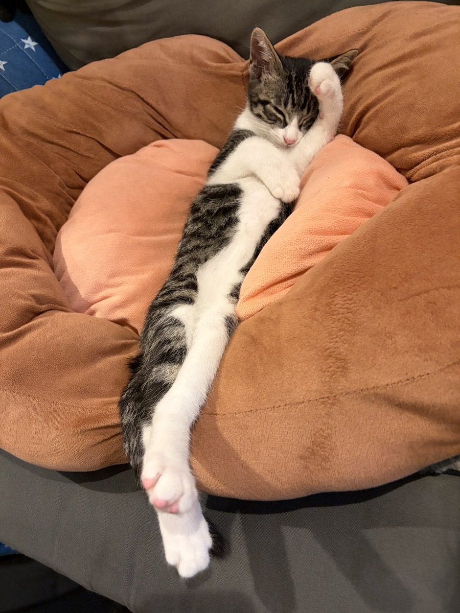 R453374510's tweet photo. 器用な寝方の子猫からしか得られない
栄養素がある https://t.co/lvblJz4YSn