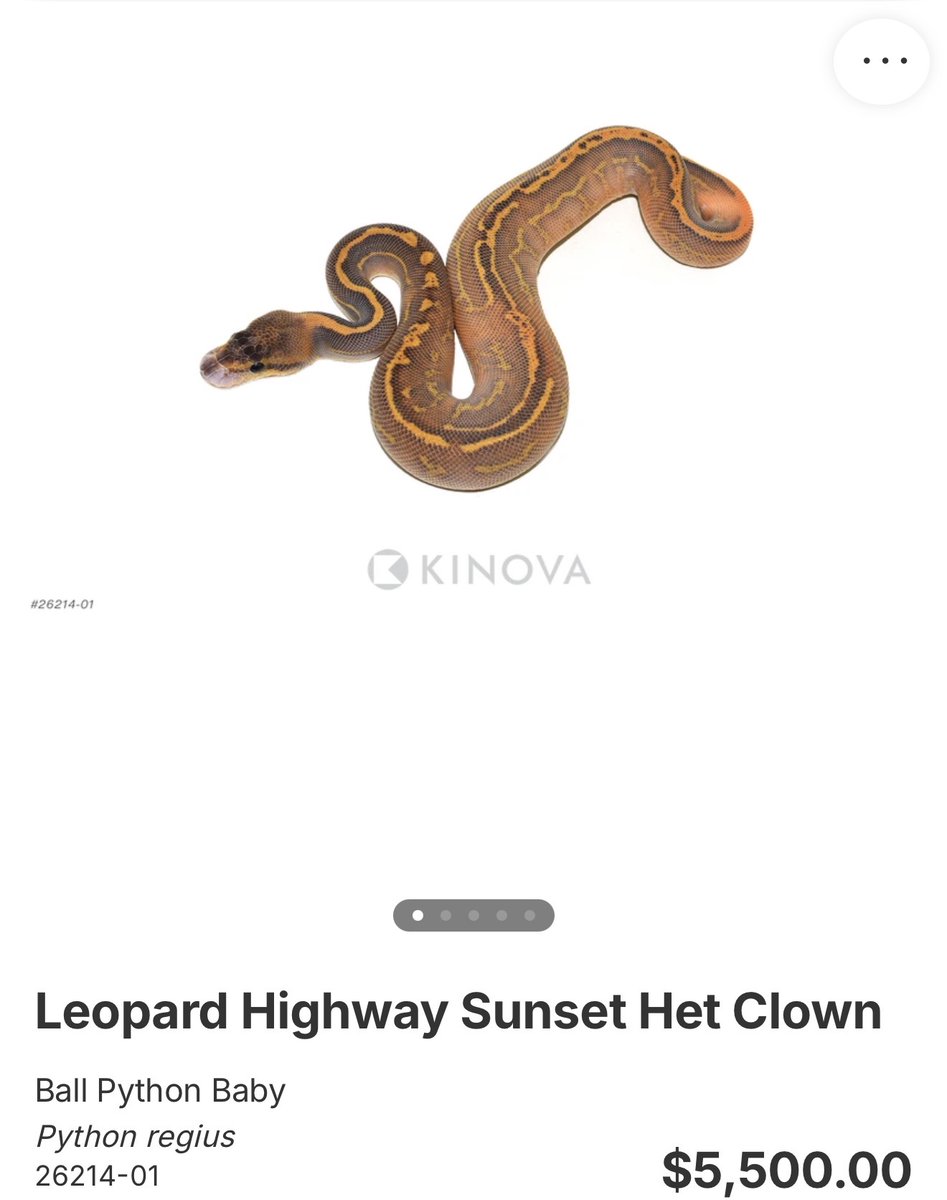 06importservice's tweet photo. 【KINOVA】

1.0 Leopard Highway Sunset Het Clown

¥996,535円

個体セレクトのご相談も可能です。
お問い合わせは、公式LINEより承っております。

#KINOVA
#ボールパイソン代行輸入便
#ボールパイソン
#Ballpython
#06shockwave https://t.co/FLE0rEEd8F