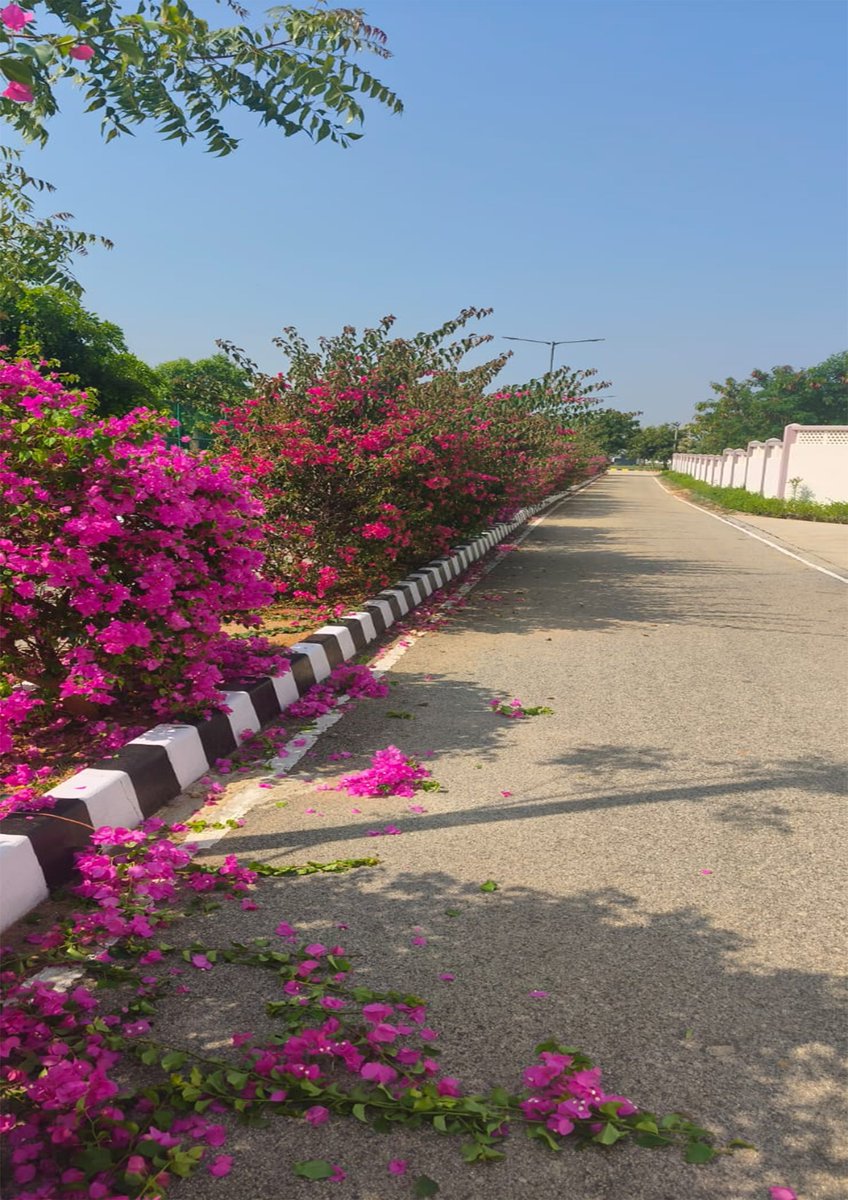 CiatCtr85137's tweet photo. A Cleanliess drive was conducted under #SpecialCampaign6 At CIATS,KLKR,Kalikiri,Annamayya(A.P) on 05/10/2026
#SpecialCampaign6 #SwachhataHiSeva2026 https://t.co/0guVVimQUZ