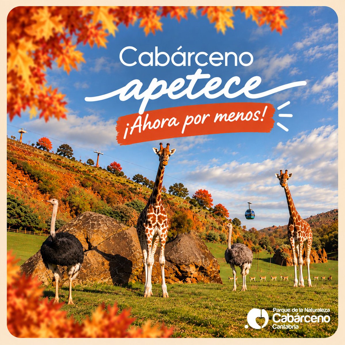 PCabarceno's tweet photo. 🍂🐘 ¡Qué ganas de puente! Y qué ganas de aprovecharlo.
Este #PuenteDelPilar, cambia la rutina por elefantes, jirafas, osos, gorilas… y #Cabárceno en pleno otoño.
👨‍👩‍👧‍👦 ¿Venís en familia? Tenemos promoción especial 👇 https://t.co/RCulp9jtEv
#CabárcenoApetece https://t.co/hHzonnvd5x