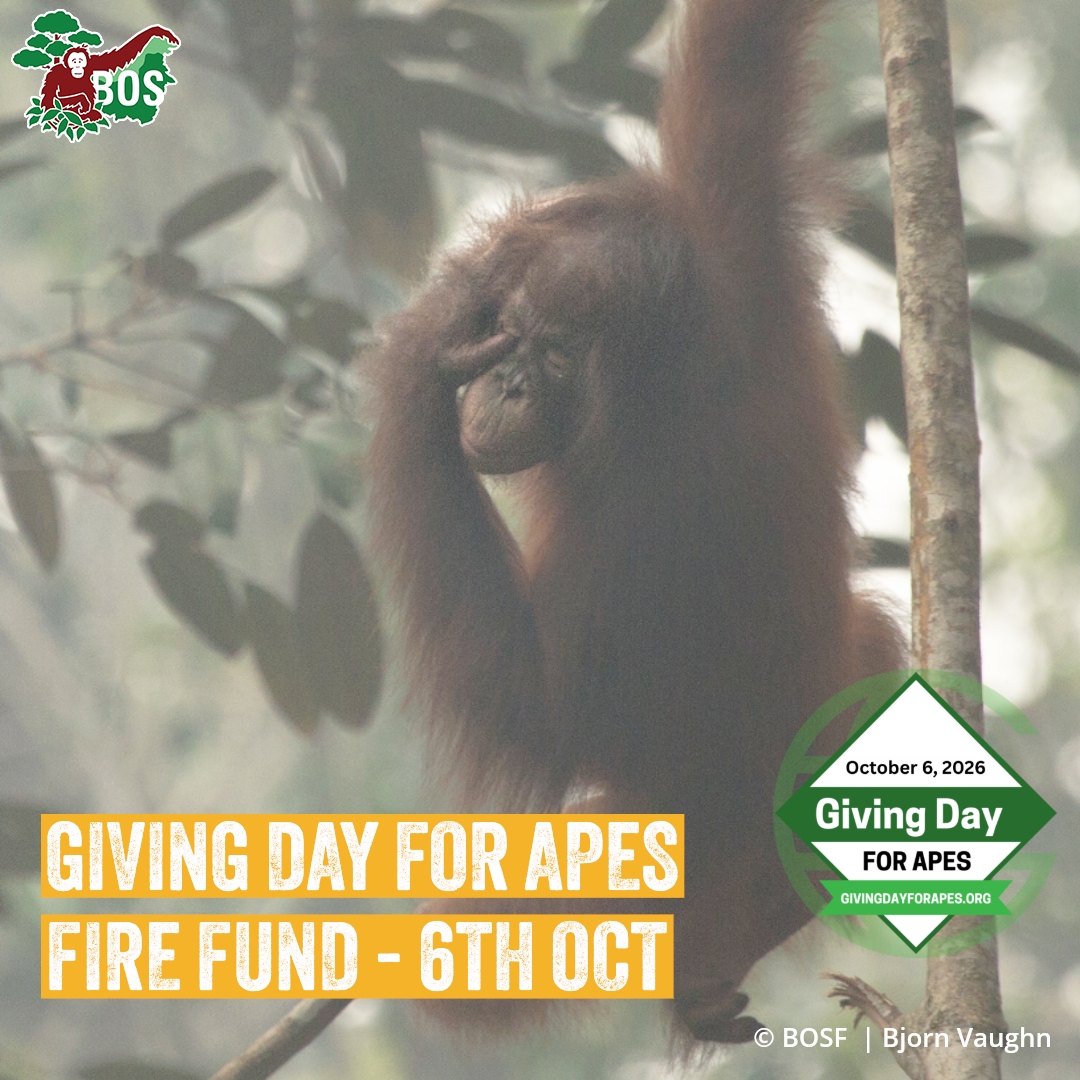 BorneoOSUK's tweet photo. #GIVINGDAYFORAPES
Giving Day for Apes Is Tomorrow! 🦧
The fires are threatening the forests orangutans call home. Your support can help us take action before the flames spread even further. 🌳🔥🦧
Click: https://t.co/hcLWq8eyA4
Together, we can help protect their home https://t.co/FmJ61Y4Iu8