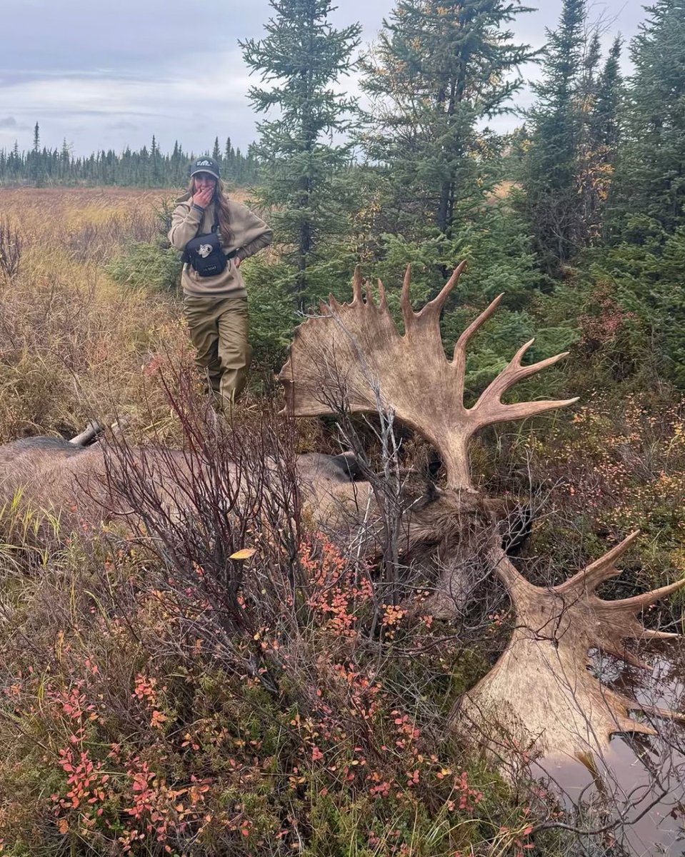 SPORTSMANchnl's tweet photo. "Over ten years!! That's how long I've dreamed about this moment." - @megan_stortz_art

#ITSINOURBLOOD #outdoors #hunting #moose #bullmoose https://t.co/FWhwcgHvqE