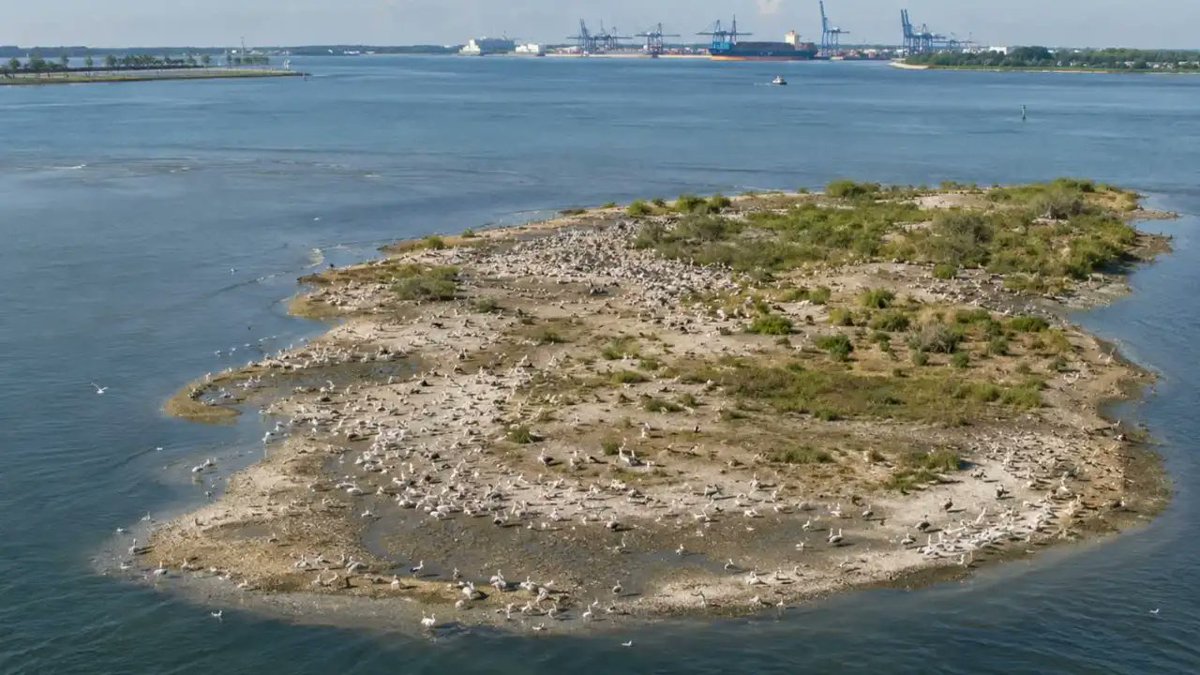 GAFollowers's tweet photo. GOOD NEWS: In Savannah, Georgia, the U.S. Army Corps of Engineers turned 160,000 cubic yards of dredged harbor mud into an 8-acre bird island, where more than 300 nests were built in its first nesting season. https://t.co/cNSu6zhbiX