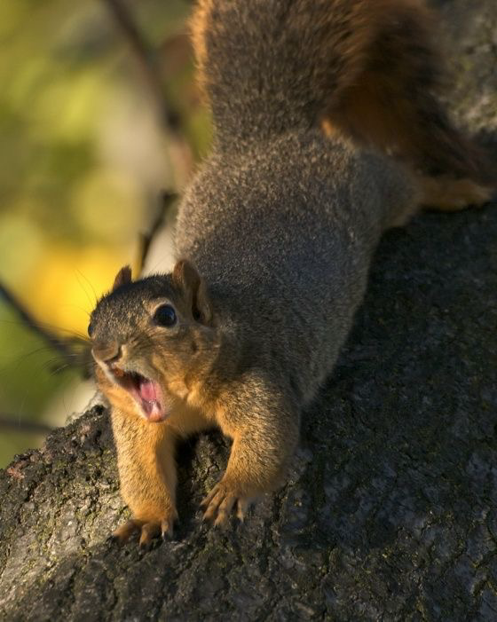 irontoothwitch's tweet photo. Florist Sh x Squirrel Hybrid Hj

Part 4: Kitty Friend or Foe? https://t.co/Aq2G08jtid