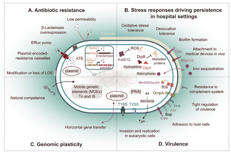 ASMicrobiology's tweet photo. #MicrobiologyMonday: A. baumannii relies on a "persist and resist" strategy, which combines genomic plasticity, metabolic adaptability, complex regulatory networks and more to promote survival in stressful environmental/host conditions. #JBacteriology: https://t.co/FXC0nXnrJz https://t.co/fg0oIstf7Z