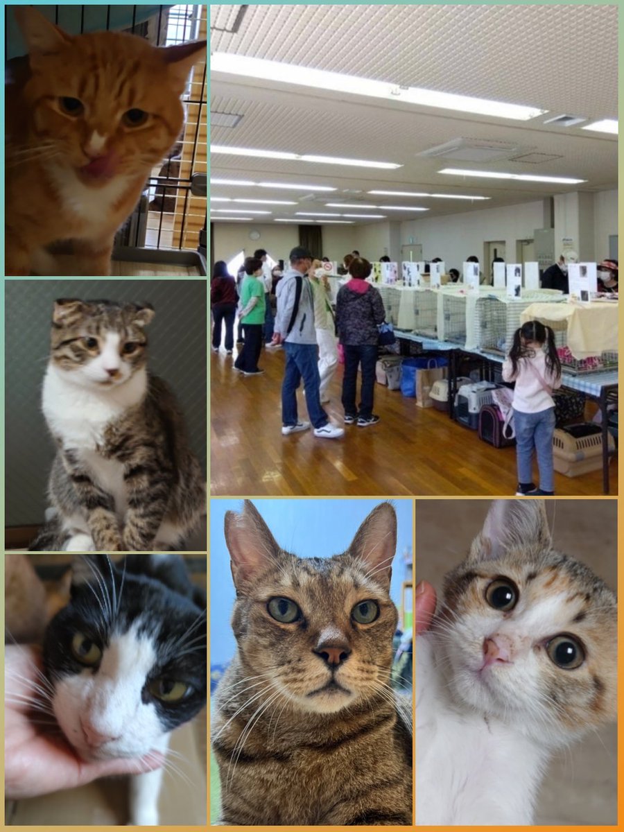 naokonekonet's tweet photo. 『10/11(日) 猫の譲渡会 参加猫のご紹介①』
次の日曜に開催❣️まだお写真が出揃っていないのですが、仔猫も大人猫も参加する譲渡会です😺ブログでは参加猫の情報や会場の様子を掲載しています。ご来場をお待ちしております😊🎶
#譲渡会
#保護猫
#里親募集
#おおさかねこネット https://t.co/1hY8X2OHz1 https://t.co/R5He2h9fe0