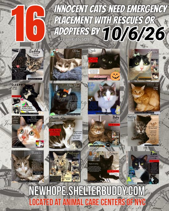 JLthekid9999's tweet photo. 🆘🆘THE 16 (😱😱😱)- POOR CATS BELOW ARE ALL AT RISK OF EU ON 10/6/26😱😱😱🆘🆘

😟😿😿MOST URGENT ON LIST ARE:

1.  SABBY- (20X ON EPL - TOO LOW ON PLEDGES) - RETURNED TO EPL ON 9/15/26 - LIVING ON BORROWED TIME - BEING IGNORED AND OVERLOOKED ON X AND AT SHELTER-

2.  MIA- (11X ON EPL - TOO LOW ON PLEDGES- BEING IGNORED AND OVERLOOKED ON X AND AT SHELTER-

3.  LEO- (10X ON EPL)- TOO LOW ON PLEDGES) - RETURNED TO EPL ON 10/426 - LIVING ON BORROWED TIME - BEING IGNORED AND OVERLOOKED ON X AND AT SHELTER-

4.  MAE - (8X ON EPL - TOO LOW ON PLEDGES) - BEING IGNORED AND OVERLOOKED ON X AND AT SHELTER- 😱

5.  AMORA - (6X ON EPL - TOO LOW ON PLEDGES) - BEING IGNORED AND OVERLOOKED ON X AND AT SHELTER- 😱

6.  BILLY JR - (5X ON EPL - TOO LOW ON PLEDGES) - BEING IGNORED AND OVERLOOKED ON X AND AT SHELTER- 😱

7.  DUSK - (5X ON EPL - TOO LOW ON PLEDGES) - BEING IGNORED AND OVERLOOKED ON X AND AT SHELTER- 😱

8.  BABY - (5X ON EPL - TOO LOW ON PLEDGES) - BEING IGNORED AND OVERLOOKED ON X AND AT SHELTER- 😱

 🆘🆘🆘😱😱😱😱 MEDICAL KITTIES - THE MEDICAL KITTIES ARE WAAAAYYY BEHIND ON PLEDGES - PLEASE CONSIDER THEM:🆘🆘

1.  LILY - Lily is a geriatric with dental disease cat who has continued to have a poor appetite in care despite medical intervention. Lily would benefit from a low stress environment and work up by a full service veterinary to determine the cause of her poor appetite. Lily has allowed for medical handling and solicits attention during her exams.

2.  BAMBI - He is a sweet but nervous cat who is not eating consistently in shelter. We suspect this is due to severe periodontal disease and stress. He needs a dentistry with extractions and a low stress environment to recover. NOT EATING/APPETITE ISSUES ARE A DEATH SENTENCE IN THE SHELTER

🆘🆘TIME IS RUNNING OUT FOR THE OVERLOOKED AND IGNORED  AS SHELTER IS AT MAX CAPACITY🆘🆘

- ALL VERY LOW ON PLEDGES  & AT HIGHEST RISK FOR EU/SILENT KILL😱 😟😟😟

PLEDGES WILL HELP STIMULATE RESCUE INTEREST FOR ALL🆘🆘🆘

NOW IS THE TIME TO ACT FOR THESE LITTLE ONES-🥹🥹🙏🙏

PLEASE SHARE AND PLEDGE IF YOU CAN- CONTACT RESCUES/FOSTERS/ADOPTERS.

@AdamsPaulGrimke 
@mehser12

Thank you