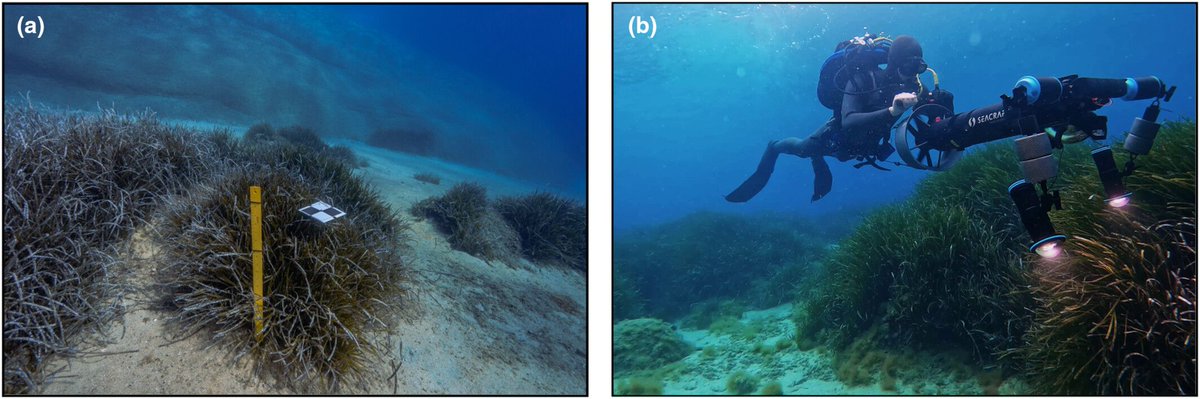 MethodsEcolEvol's tweet photo. 📖Published📖 

A validated 3D point-cloud analysis workflow for the creation of seagrass canopy height models

Read the article here👇 

https://t.co/BPgcWtyKZv https://t.co/kEEjjrGB8h